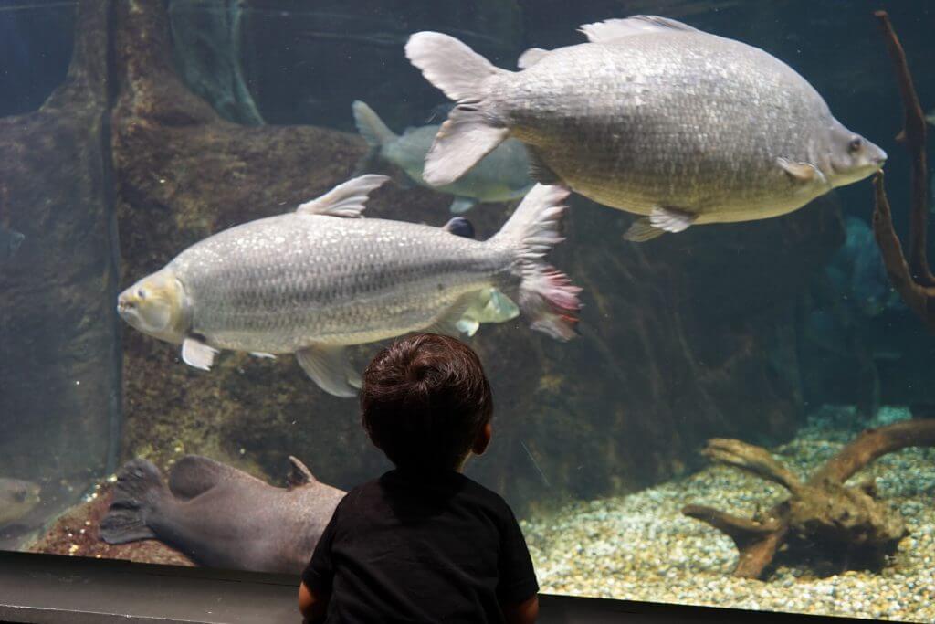 長良川の身近な魚や、アマゾンの大迫力の巨大魚まで様々な生態を見ることができます。